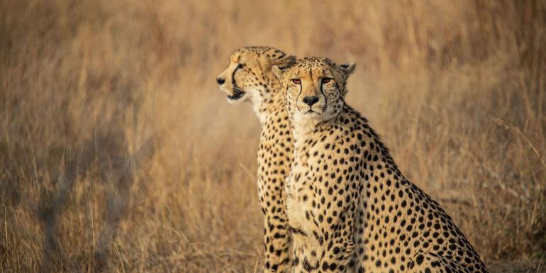 South Africa: Kruger, Cape Town & Stellenbosch Vineyards