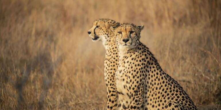 South Africa: Kruger, Cape Town & Stellenbosch Vineyards