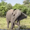 Zimbabwe and Botswana: Chobe, Hwange & the Wildlife of Victoria Falls