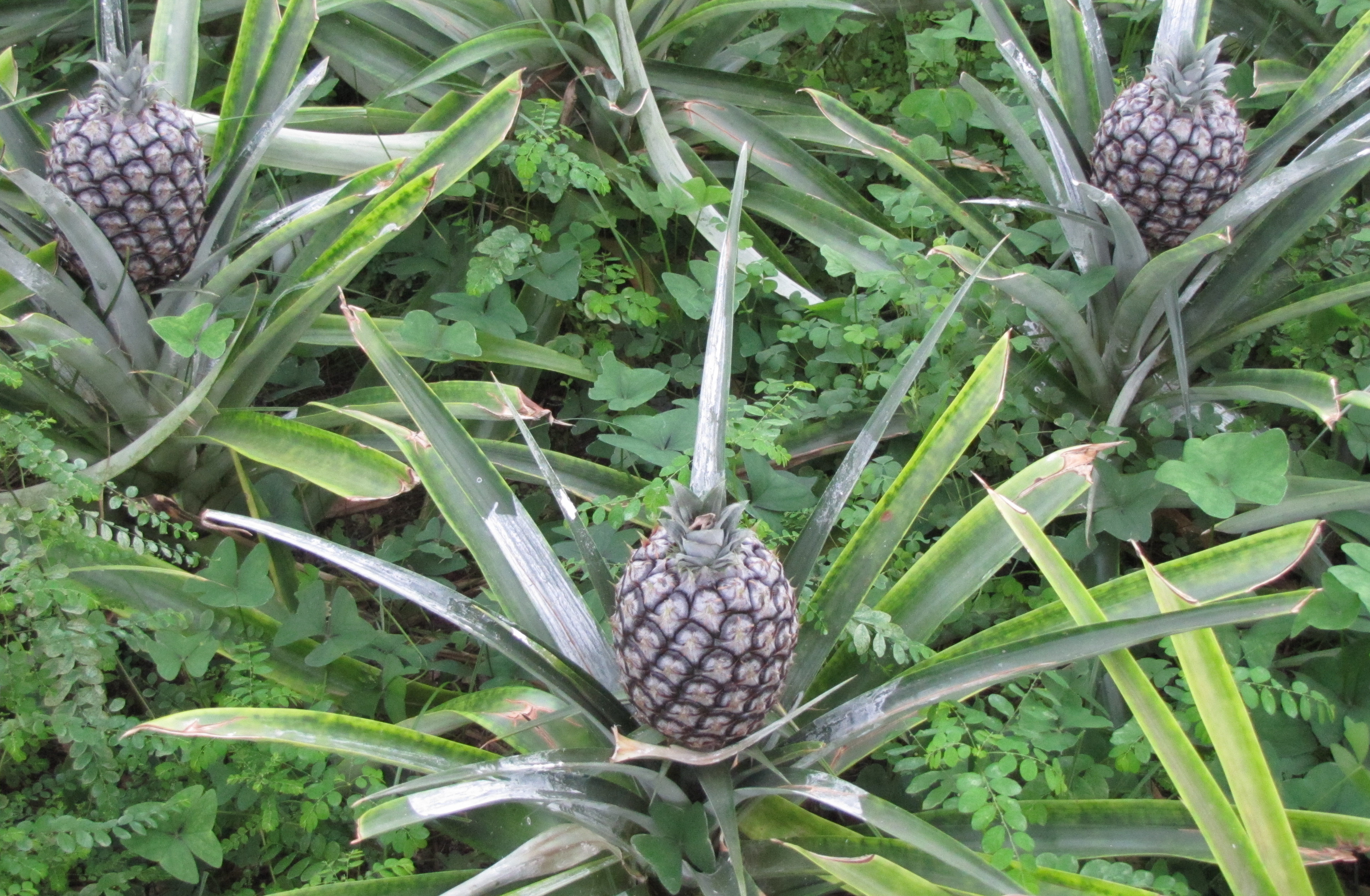 The Azores Jewels of Portugal