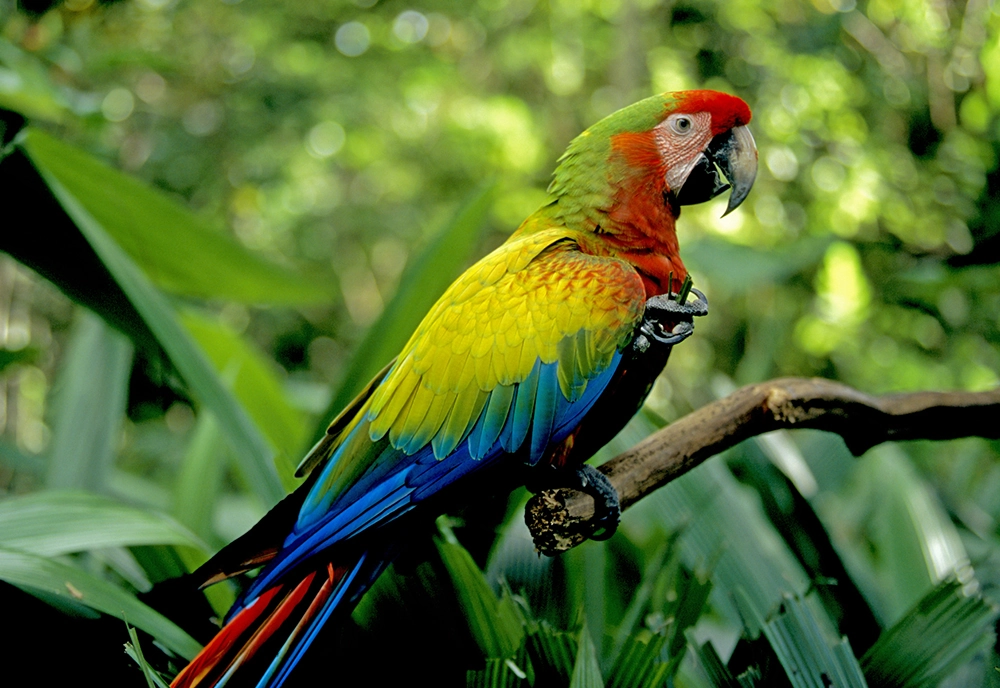 Costa Rica: A World of Nature featuring Tortuguero National Park, Arenal Volcano & Manuel Antonio National Park