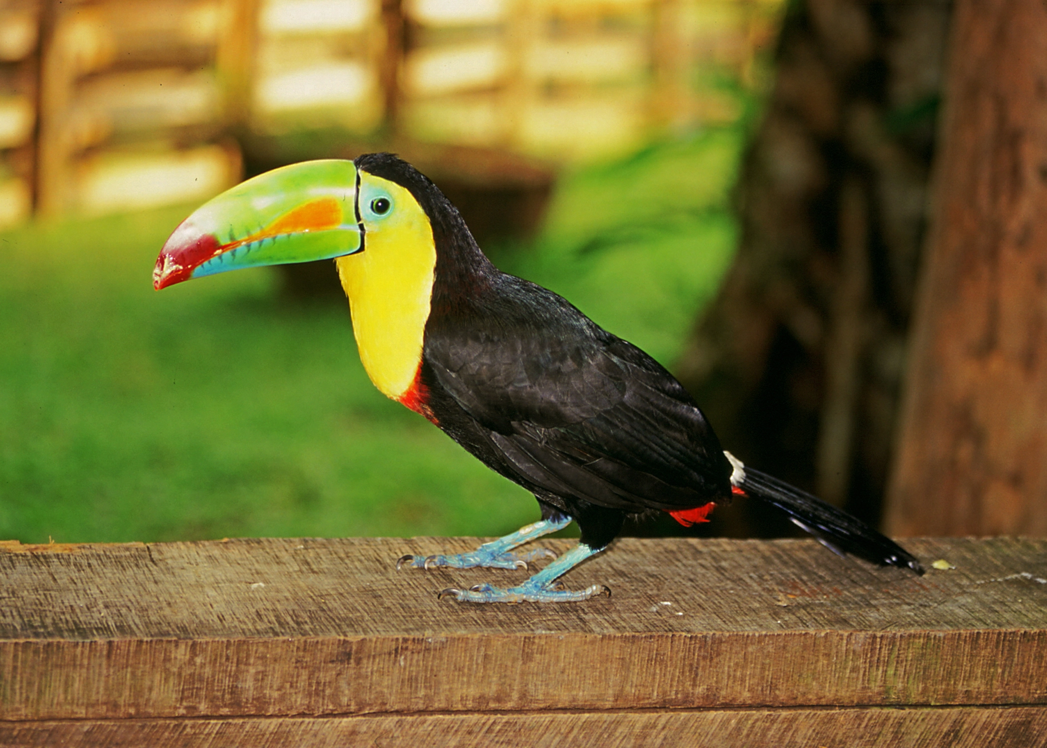 Costa Rica: A World of Nature featuring Tortuguero National Park, Arenal Volcano & Manuel Antonio National Park