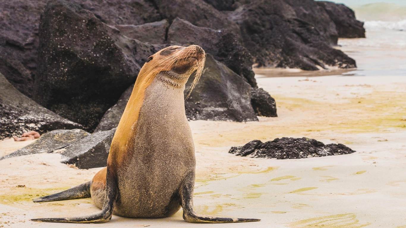 Machu Picchu & Galapagos Wonders featuring a 4-Night Cruise