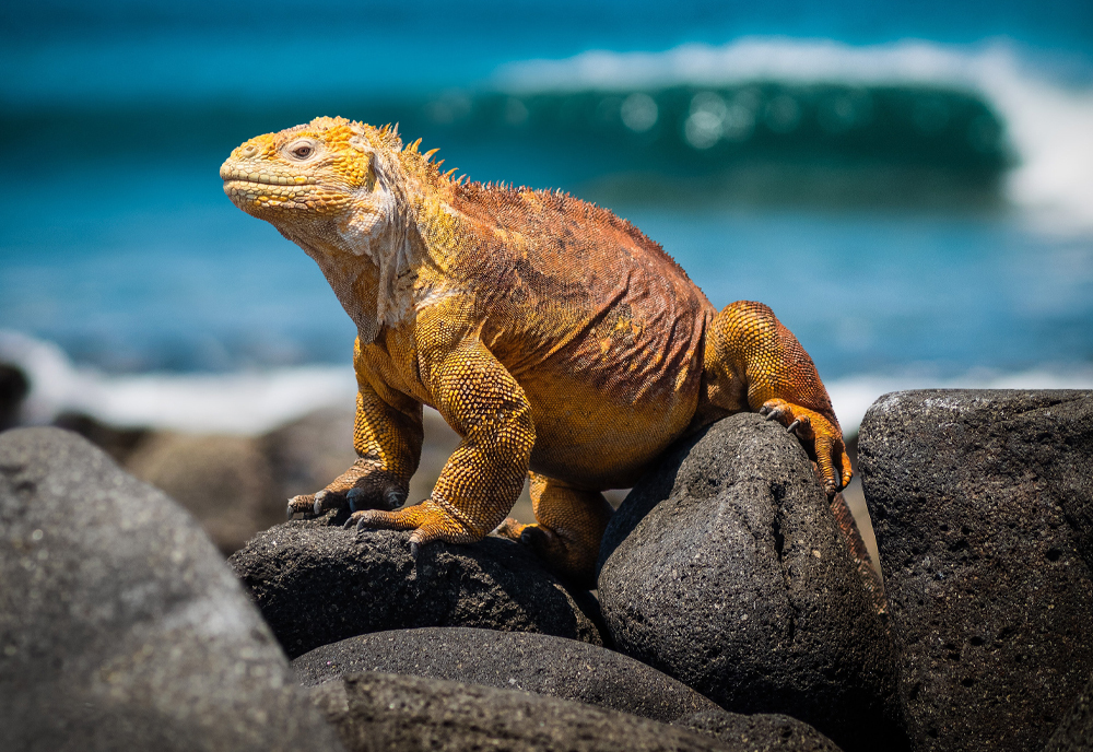 Machu Picchu & Galapagos Wonders featuring a 4-Night Cruise