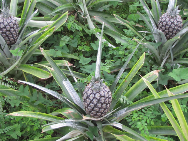 The Azores Jewels of Portugal