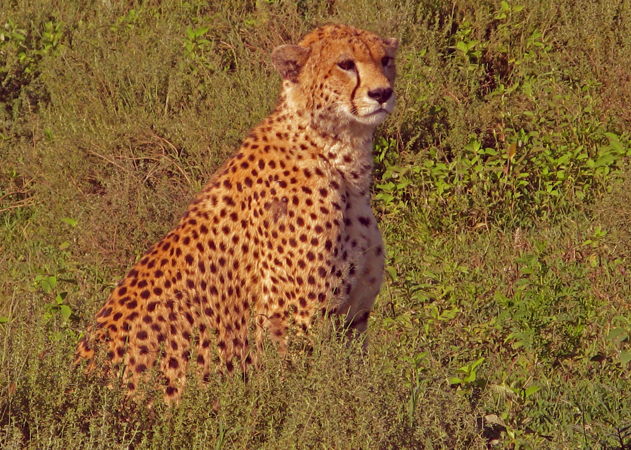 The Plains of Africa Kenya Wildlife Safari
