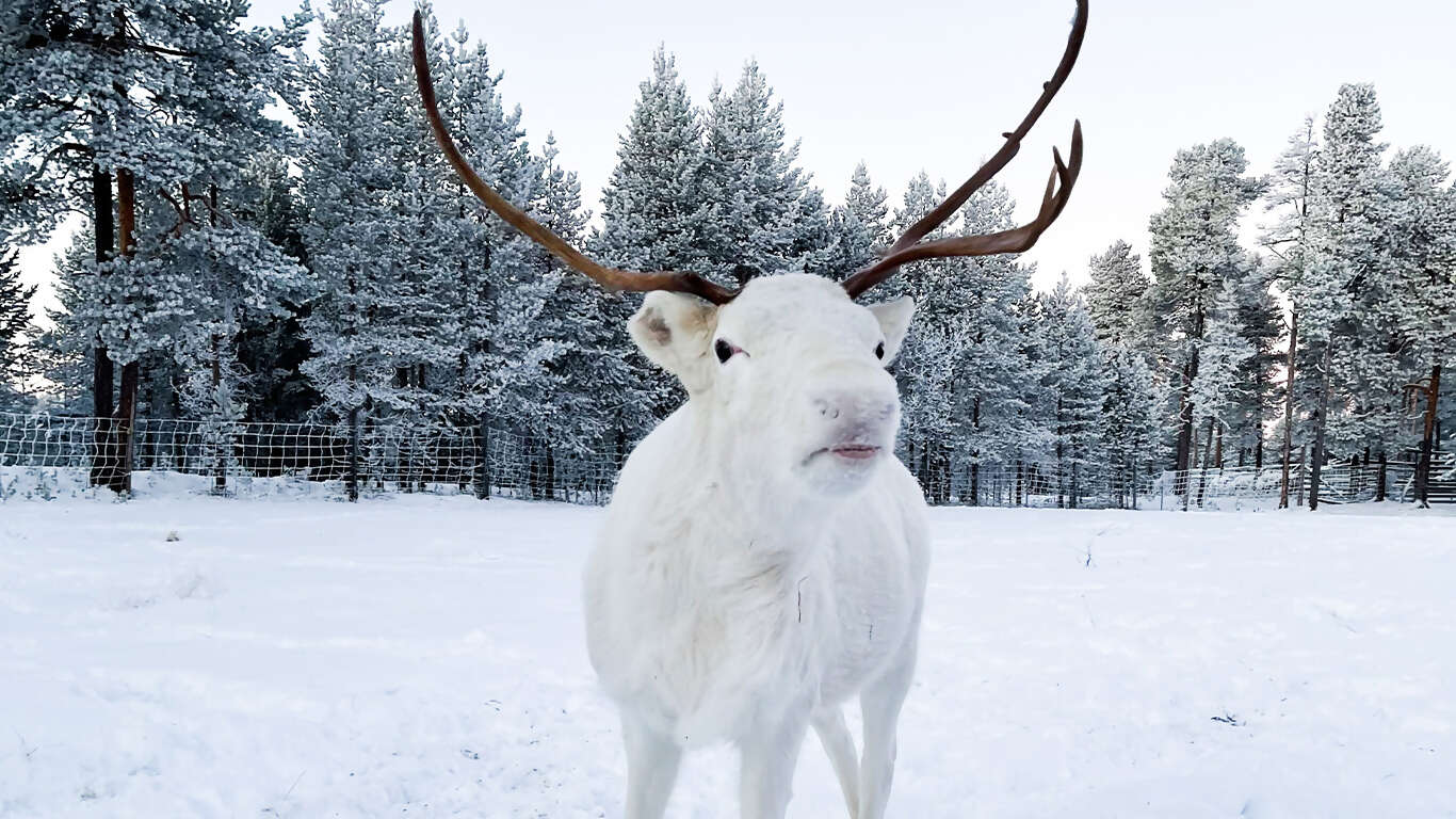 The Northern Lights of Finland