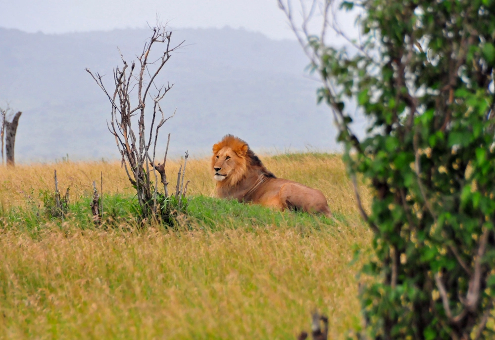 African Safari: Kenya and Tanzania