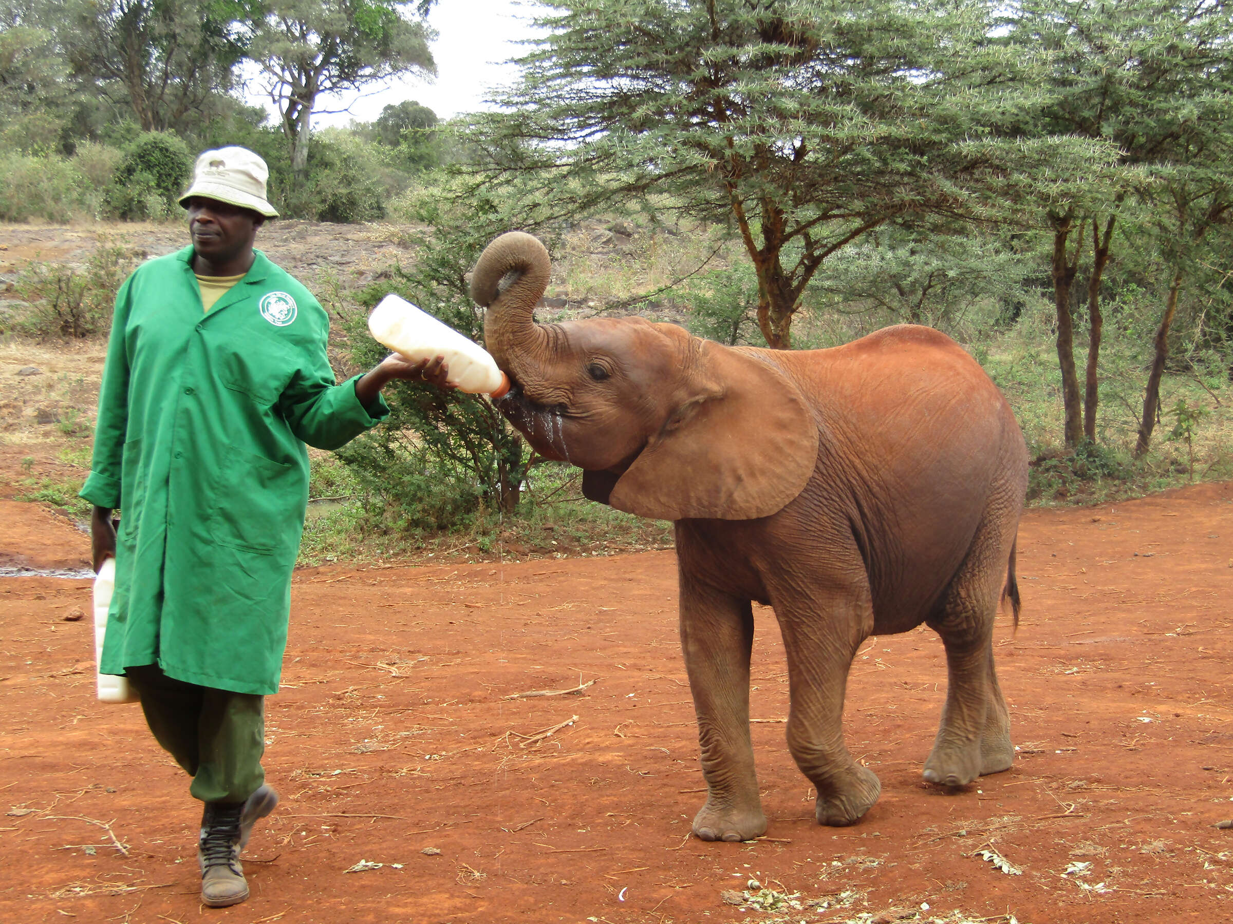 African Safari: Kenya and Tanzania