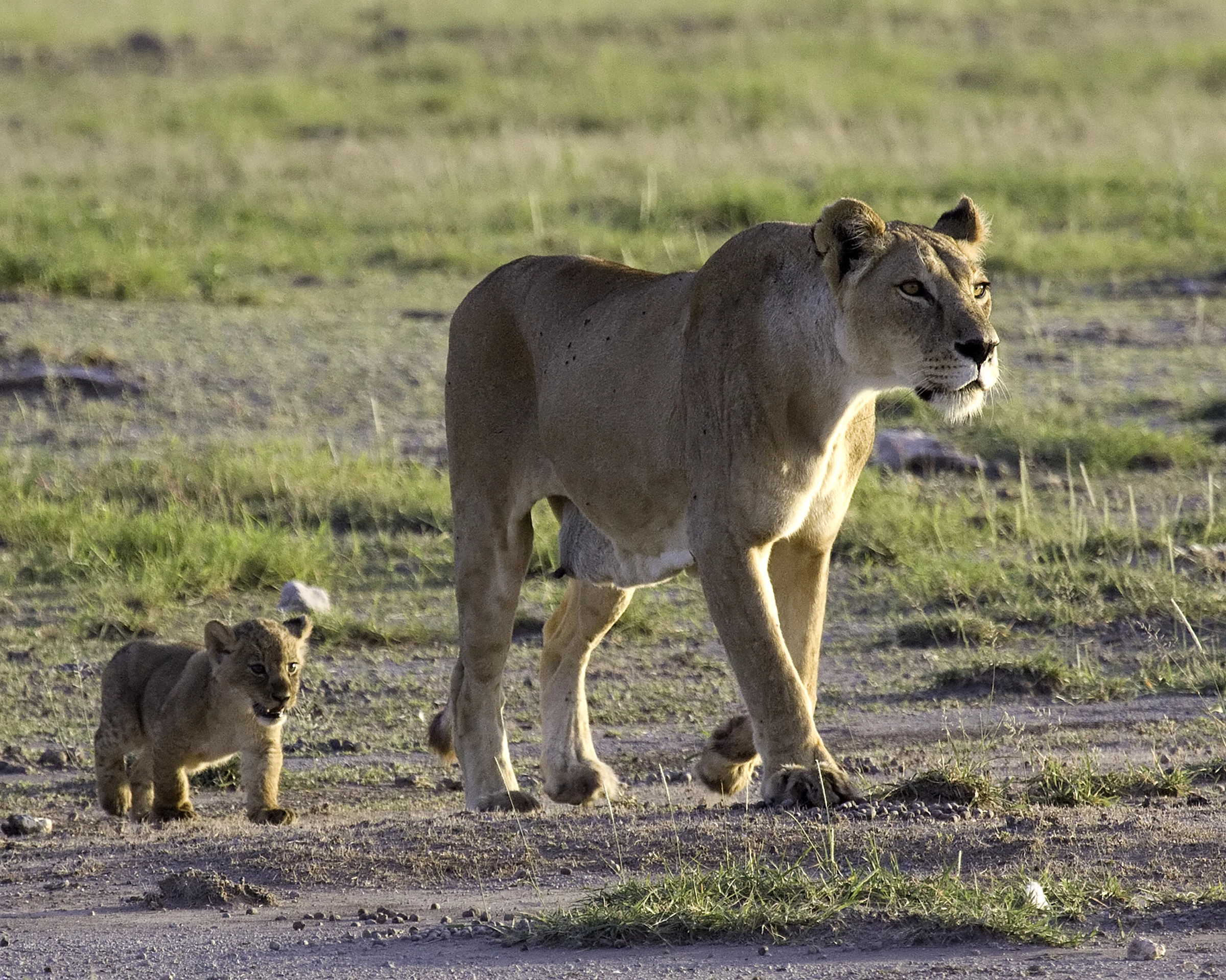 African Safari: Kenya and Tanzania