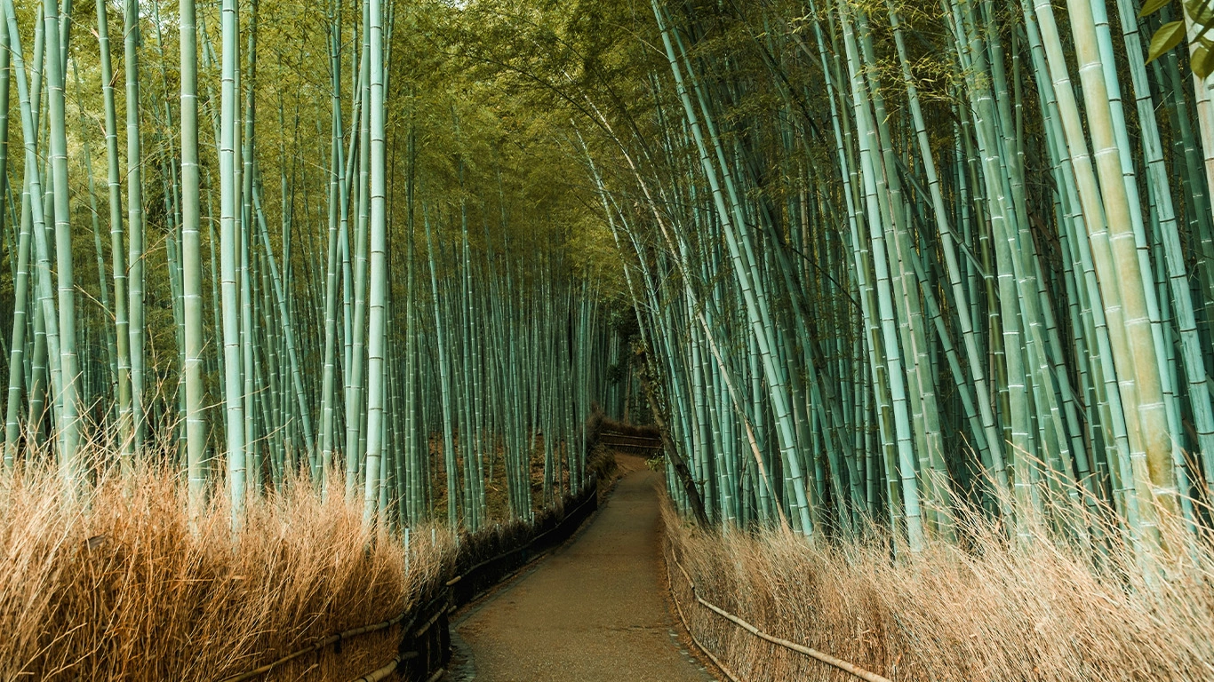 Japan & South Korea: From Tokyo to Seoul