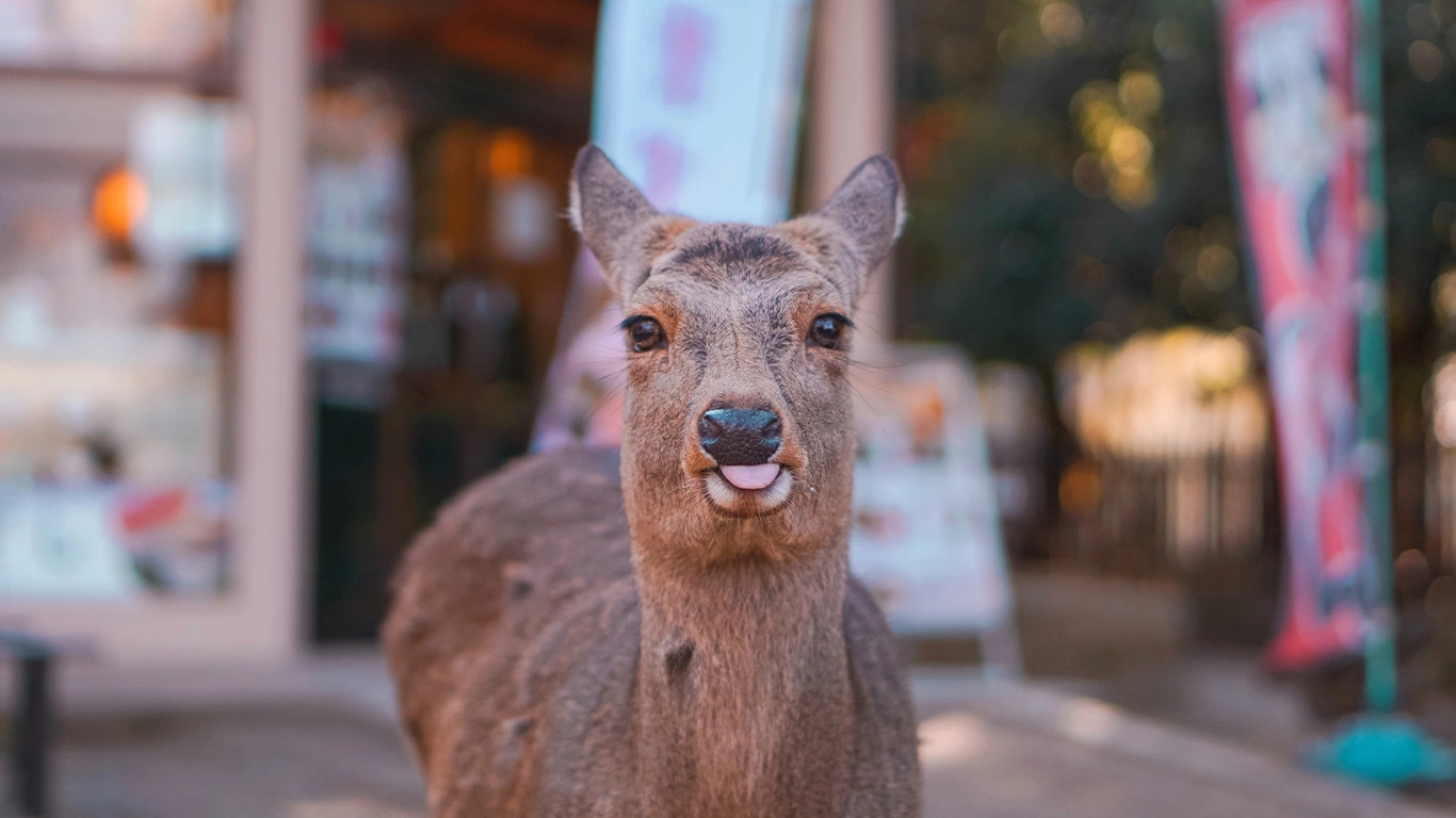 Japan & South Korea: From Tokyo to Seoul