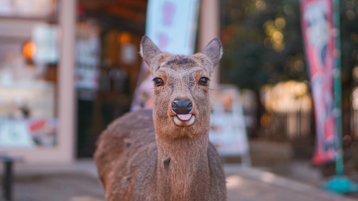 Japan & South Korea: From Tokyo to Seoul