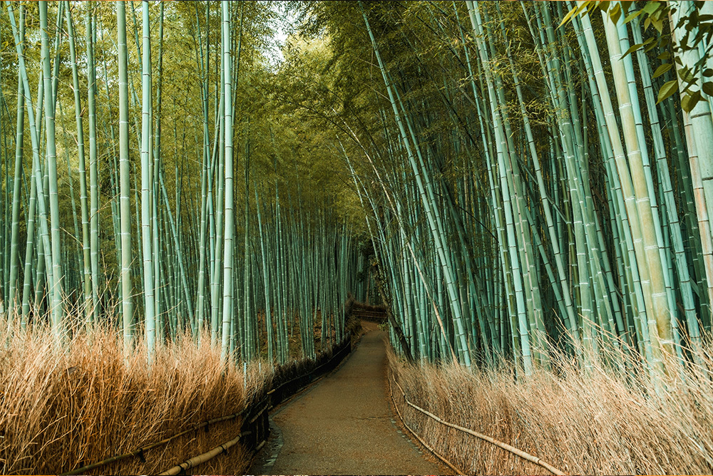 Japan & South Korea: From Tokyo to Seoul