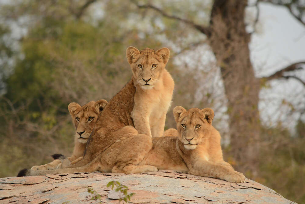 Namibia & South Africa: Epic Landscapes and Wildlife