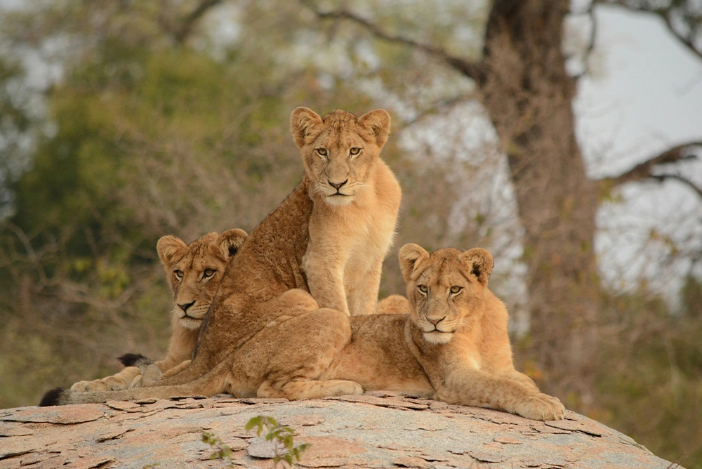 Namibia & South Africa: Epic Landscapes and Wildlife