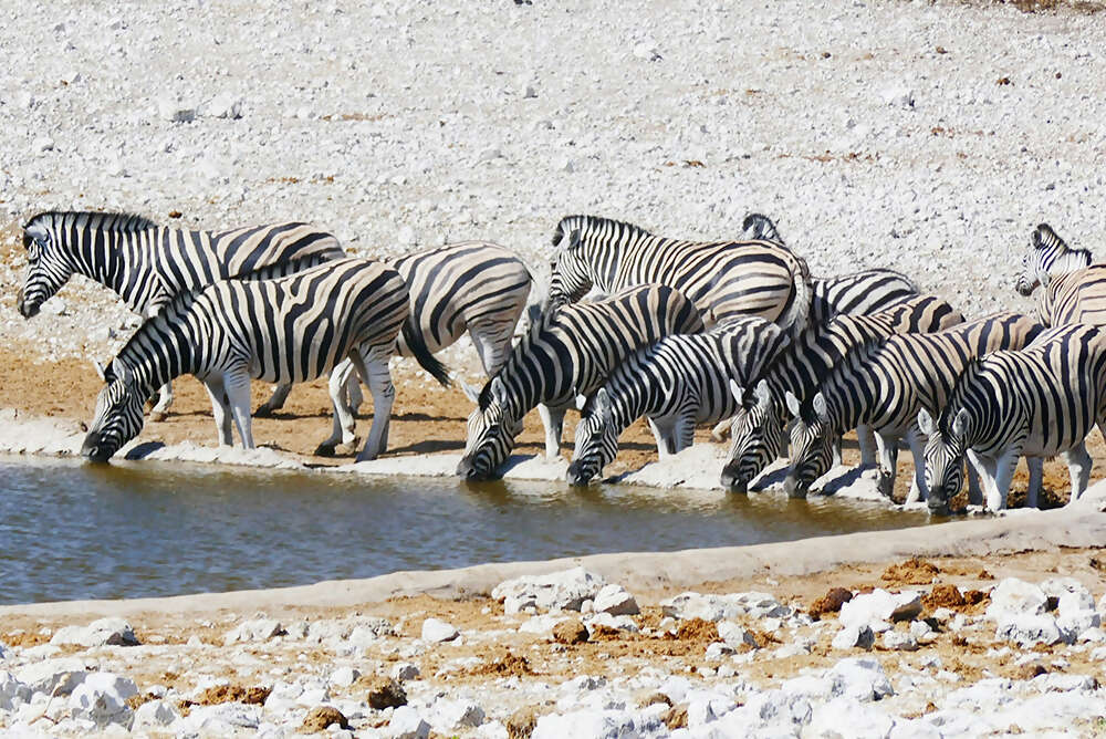 Namibia & South Africa: Epic Landscapes and Wildlife