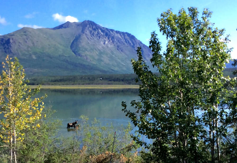 Alaska's Northern Lights featuring the Alaska Wildlife Conservation Center