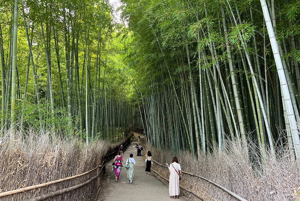 Journey Through the Heart of Japan Tokyo to Osaka