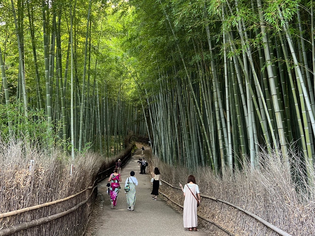 Journey Through the Heart of Japan Tokyo to Osaka