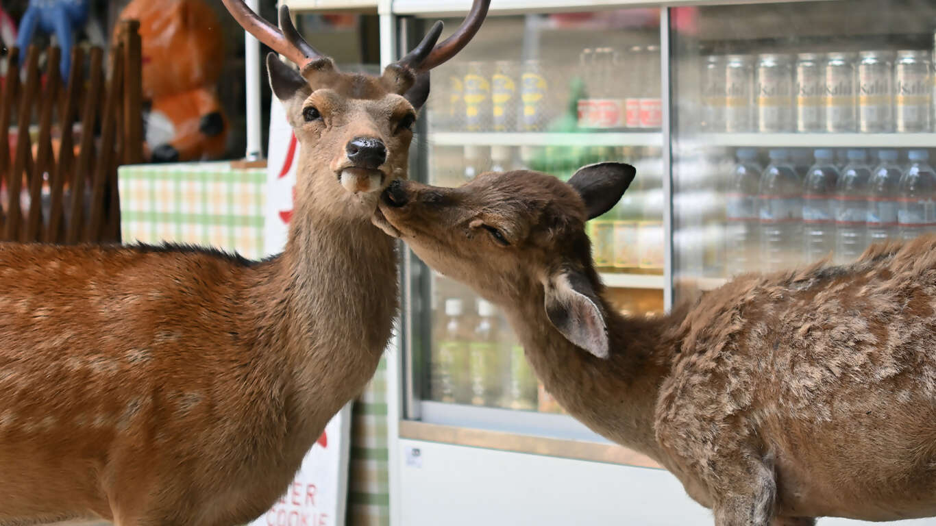 Journey Through the Heart of Japan Tokyo to Osaka