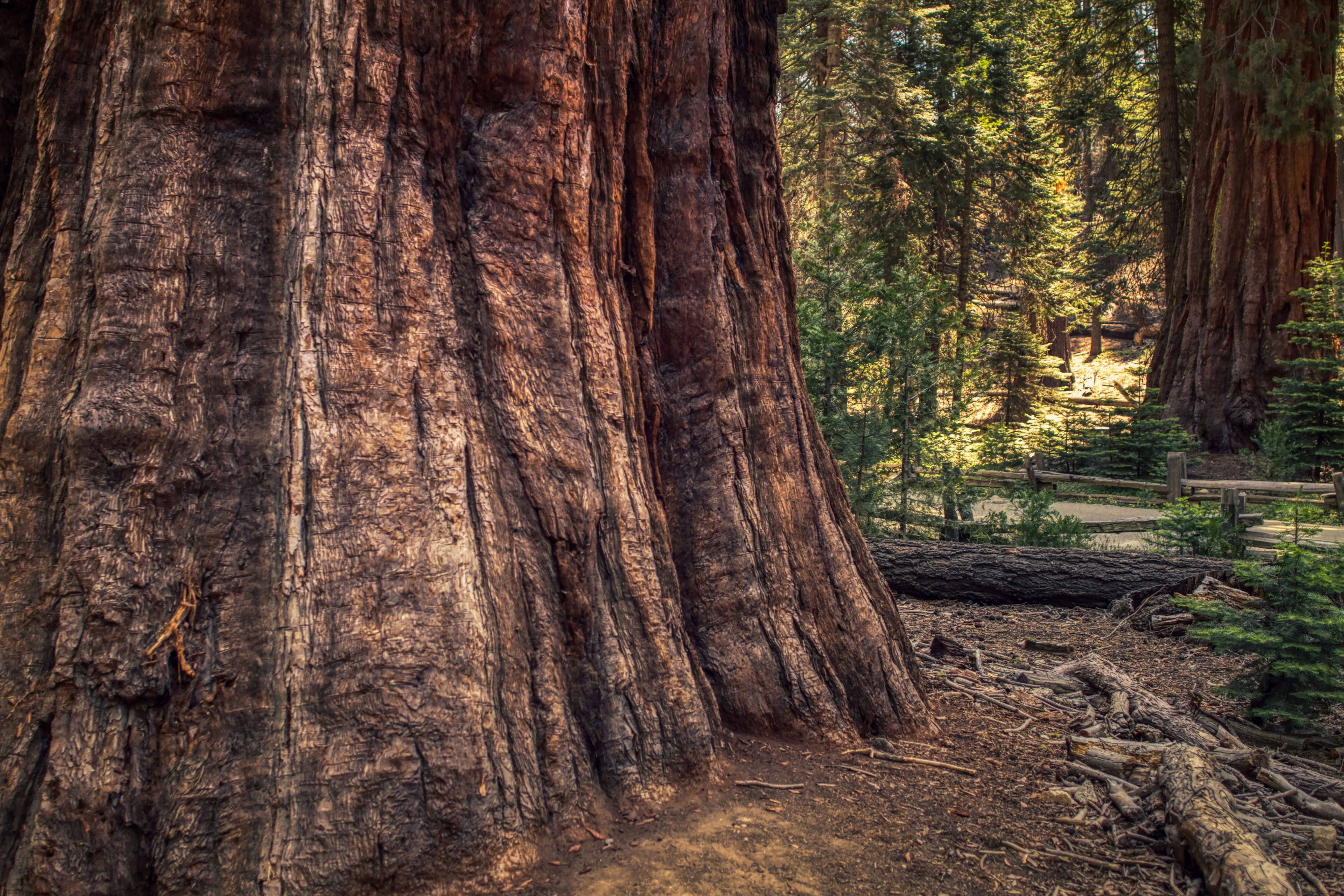 Coastal California & Sequoia National Park featuring San Diego, Los Angeles & Pismo Beach