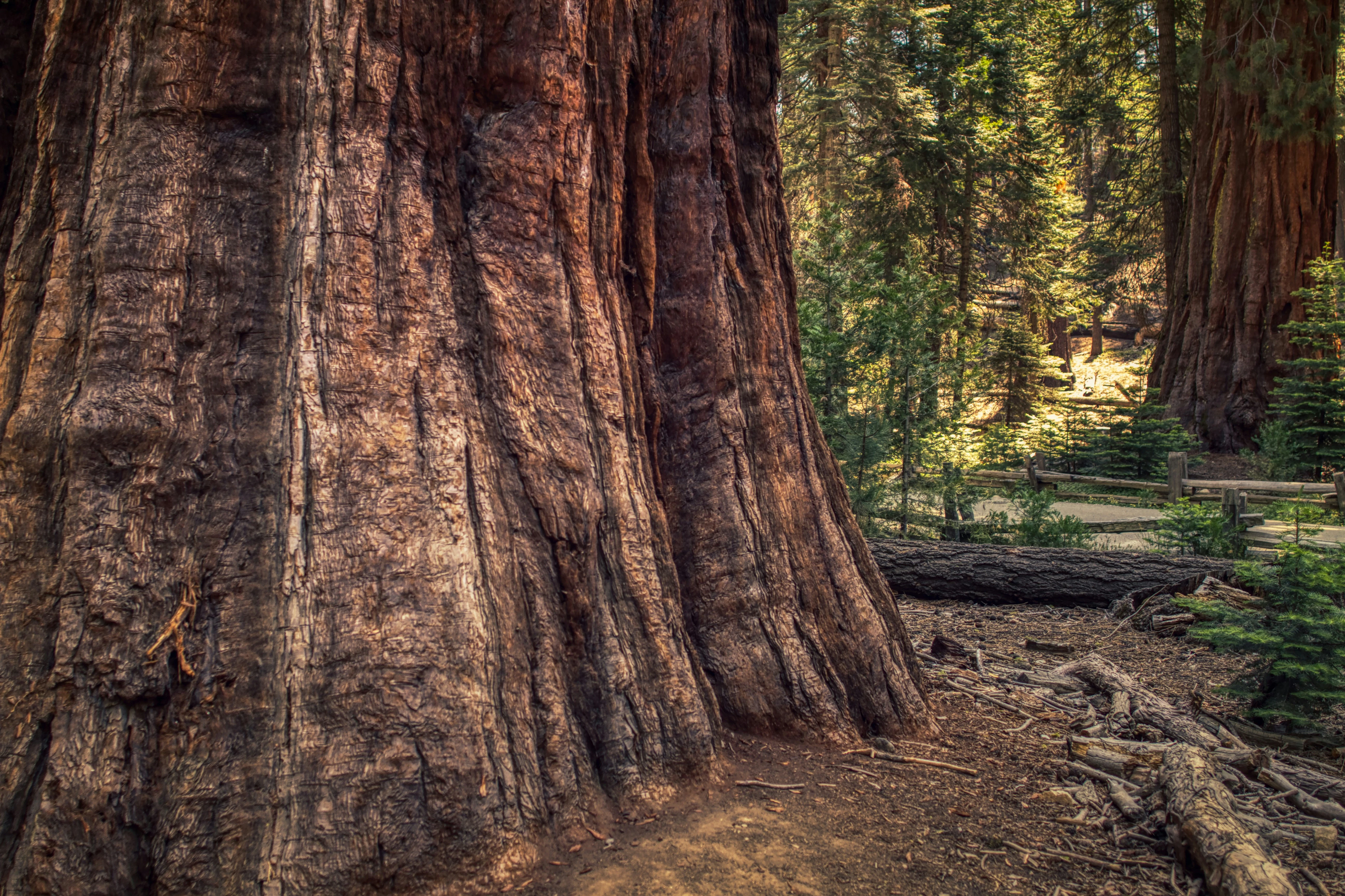 Coastal California & Sequoia National Park featuring San Diego, Los Angeles & Pismo Beach