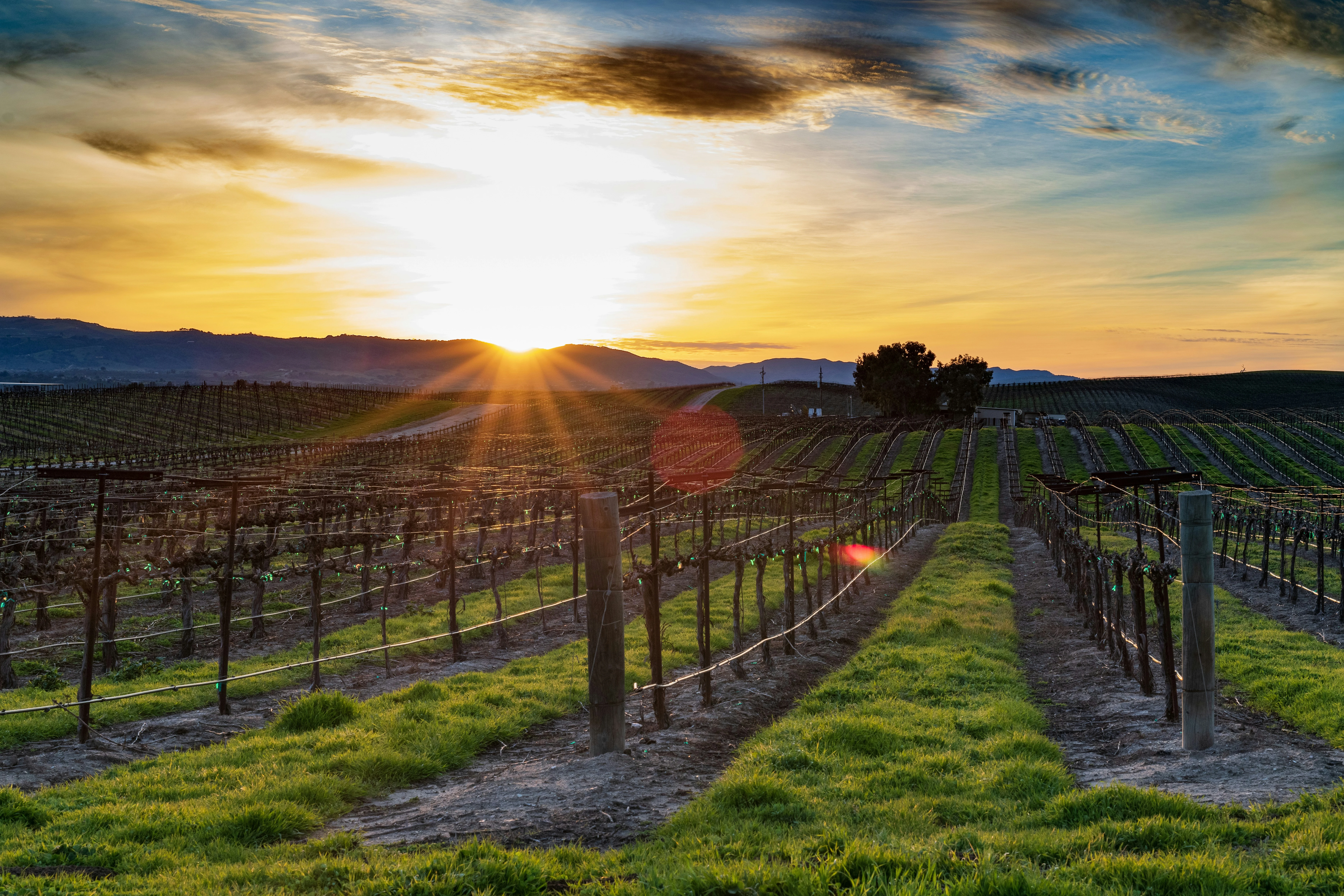 Coastal California & Sequoia National Park featuring San Diego, Los Angeles & Pismo Beach