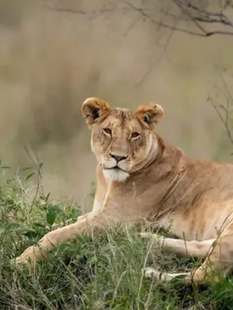 Signature: South Africa's Kruger National Park