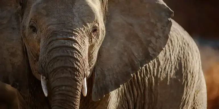 Signature: South Africa from Cape Town to Kruger