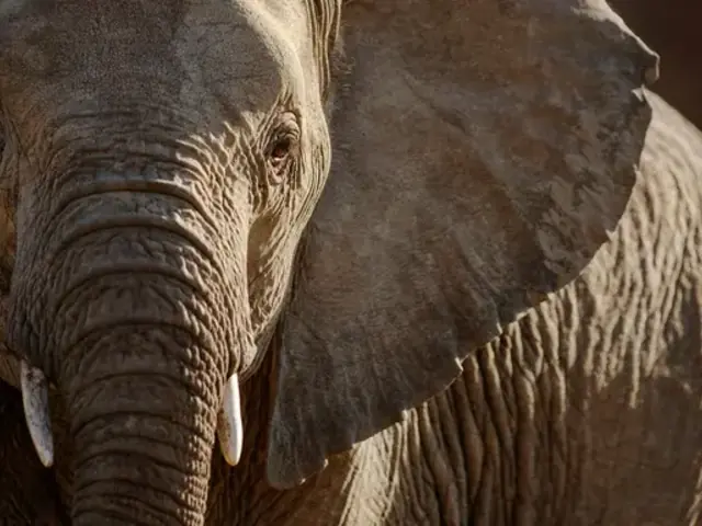 Signature: South Africa from Cape Town to Kruger