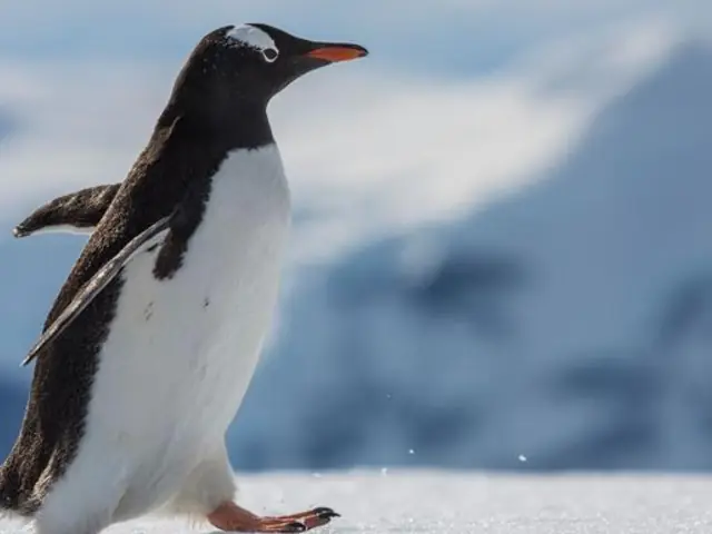 Falklands, South Georgia & Antarctica