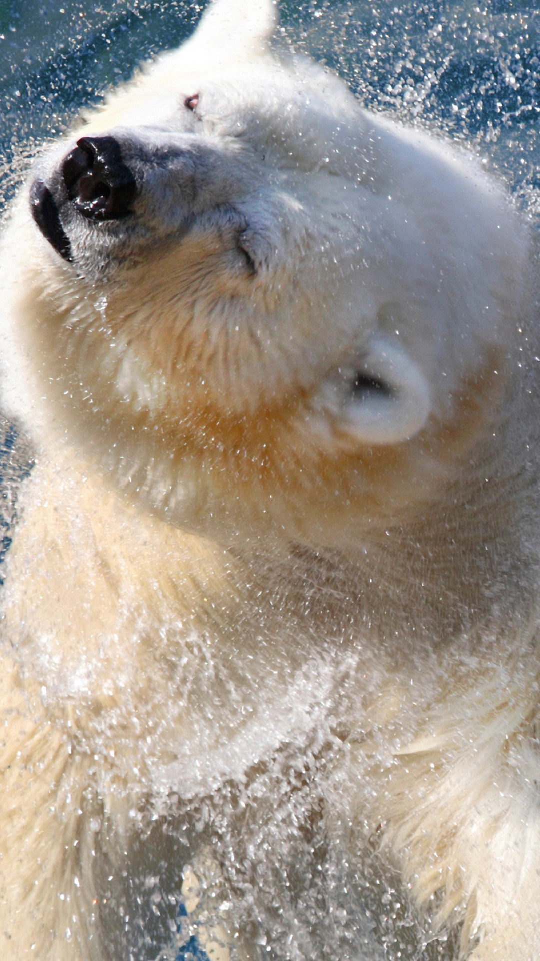 Realm of the Polar Bear