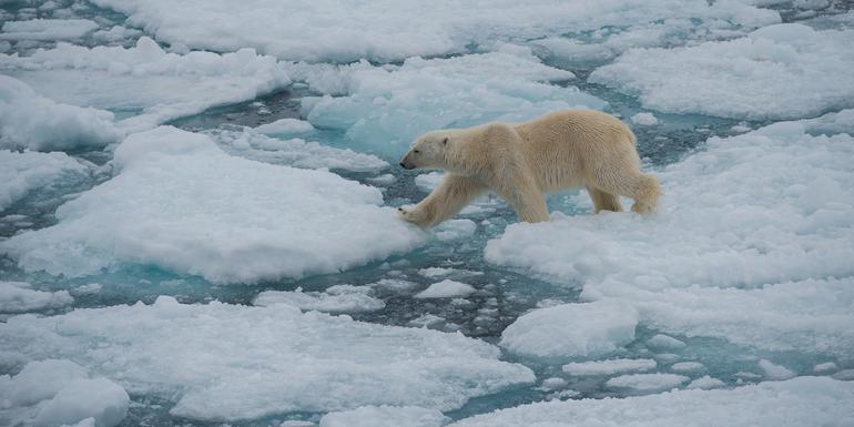 Realm of the Polar Bear