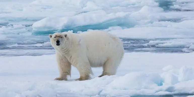 Realm of the Polar Bear in Depth