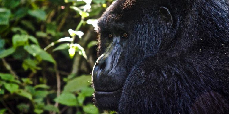Uganda to Rwanda: Gorilla Treks & Safari Drives