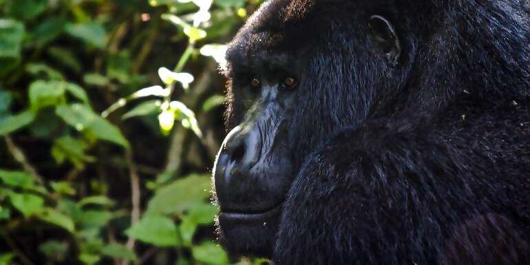 Uganda to Rwanda: Gorilla Treks & Safari Drives