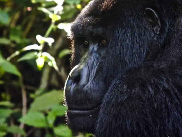 Uganda to Rwanda: Gorilla Treks & Safari Drives