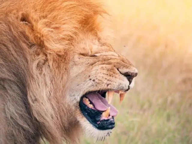 Kenya & Tanzania Camping Safari