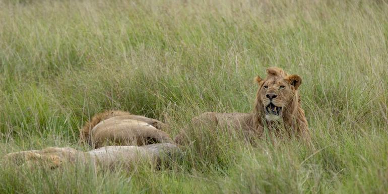 Kenya & Tanzania Camping Safari