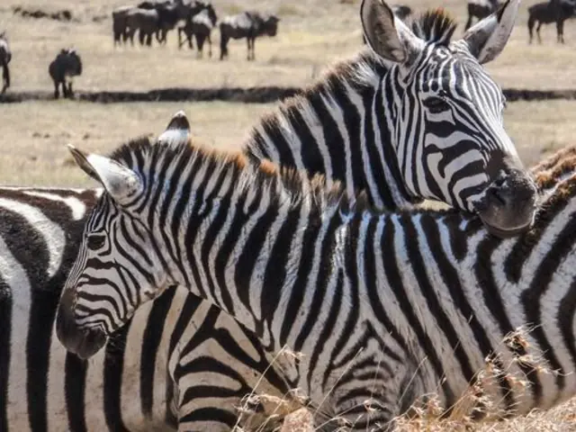 Kenya Camping Safari