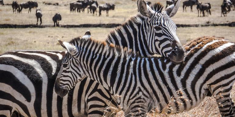 Kenya Camping Safari