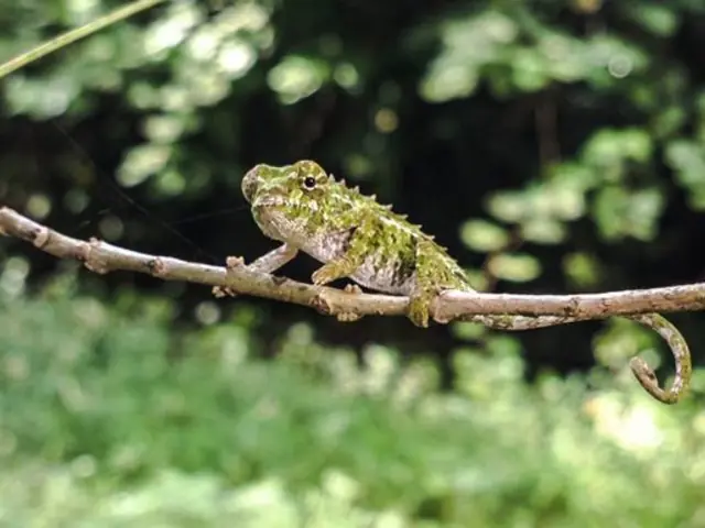 Highlights of Madagascar