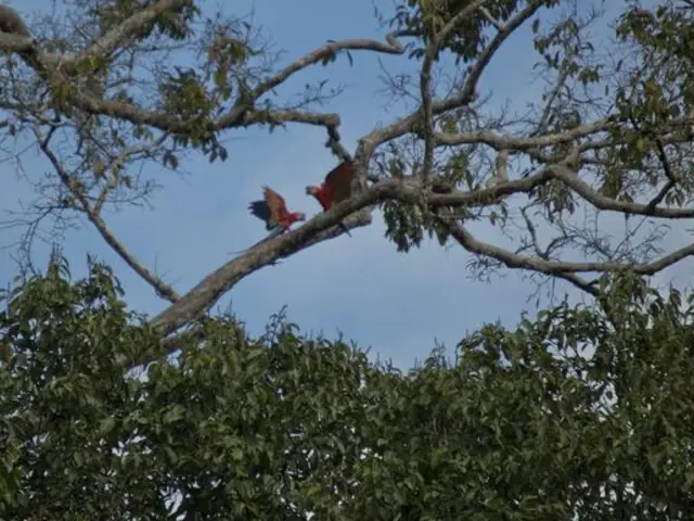 Local Living Ecuador—Amazon Jungle