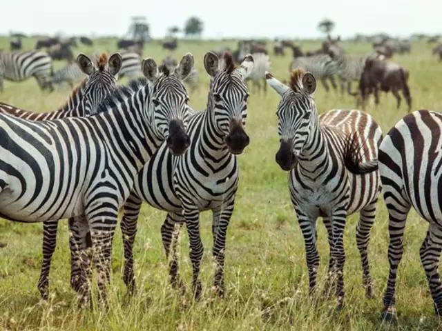 Southern Africa Encompassed: Bush Camps & Wildlife Spotting