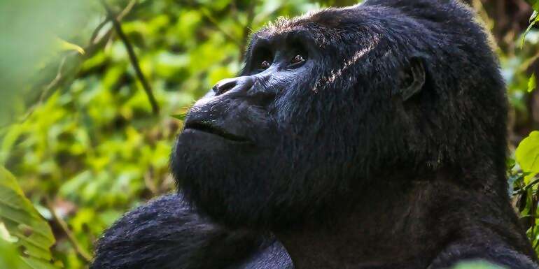 Uganda Overland: Gorillas & Chimps