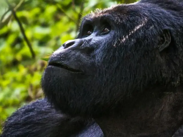 Uganda Overland: Gorillas & Chimps