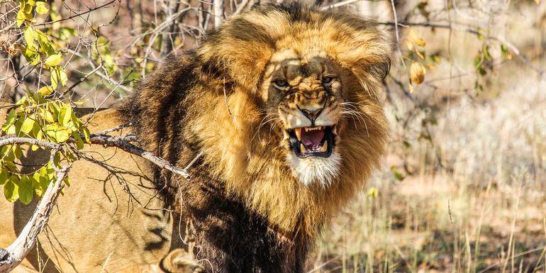 Kruger, Falls & Botswana: Wildlife Walks & National Parks