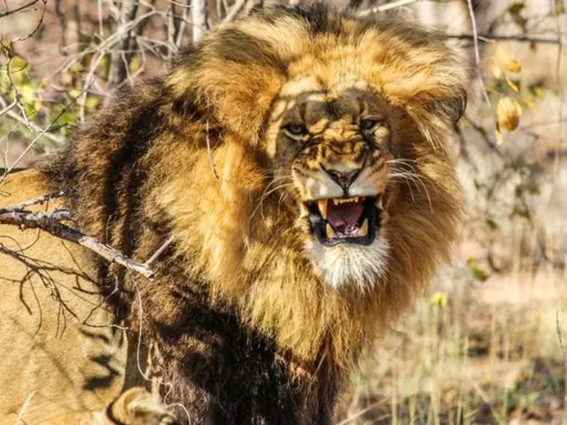 Kruger, Falls & Zimbabwe: Mineral Pools & National Parks