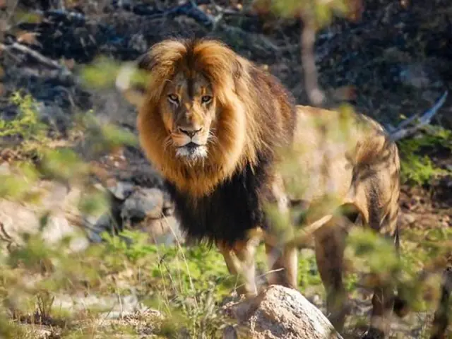 Cape Town, Kruger & Zimbabwe